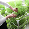 2-Pack Seed Sprouter Tray Soil-Free Big Capacity Microgreens Tray