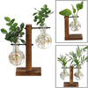 Hydroponic Transparent Plant Vases for Indoor