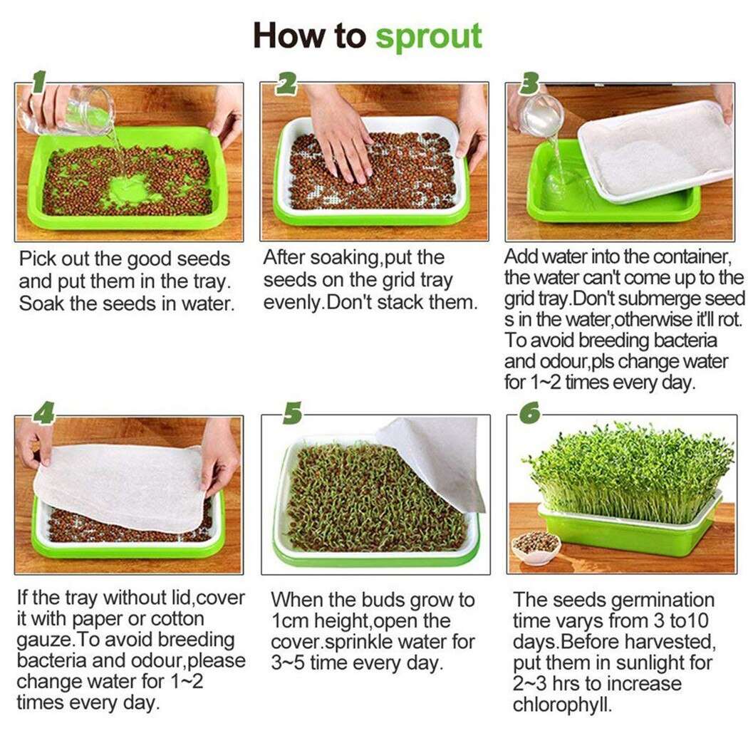 how to grow microgreens in trays - PapaLiving