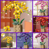 Orchid Building Block Bouquet