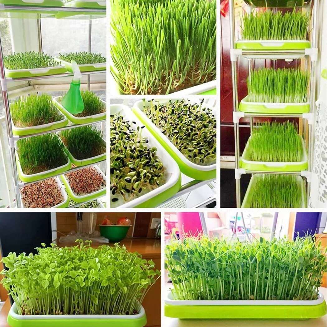 best trays for growing microgreens - papaliving