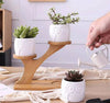 Succulent Pots & Bamboo Shelf