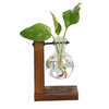 Hydroponic Transparent Plant Vases for Indoor