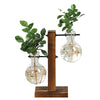 Hydroponic Transparent Plant Vases for Indoor